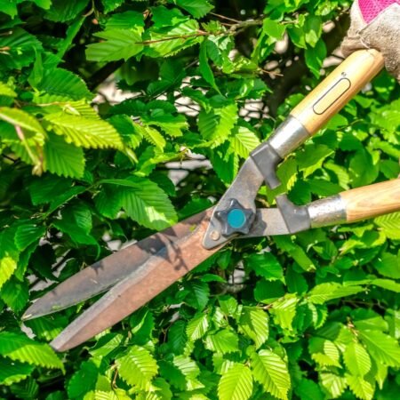 Hedge Cutters